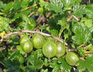 Karusmari ´Leba valitu´ (Grossularia)