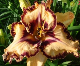 Päevaliilia ´Ledgewoon Born Free´ (Hemerocallis)