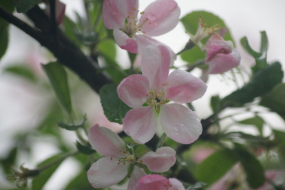 Iluõunapuu ´Okurimono´ (Malus sp.)