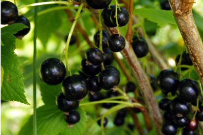 Must sõstar ´Lentjai´ (Ribes nigrum) - Noortaim
