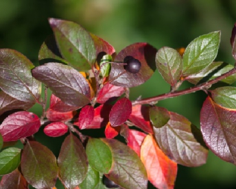 Läikiv tuhkpuu (Cotoneaster lucidus)  1 m tüvel.