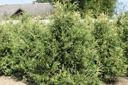 Harilik elupuu ´Litomysl´ (Thuja occidentalis)