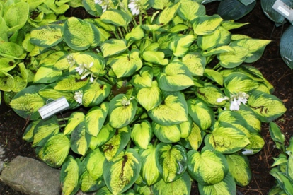 Hosta ´Little Sunspot´ (Hosta)