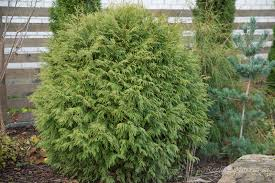 Harilik elupuu ´Little Champion´ (Thuja occidentalis)