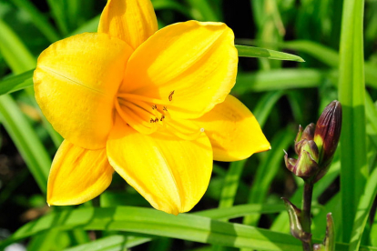 Päevaliilia ´Little Fairy´ (Hemerocallis)