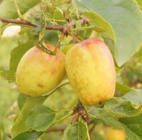 Õunapuu ´Long Guan´ (Malus) - eriti huvitav õunapuu sort! Haruldus!