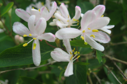 Peitlik kuslapuu (Lonicera  notha)