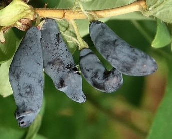 Söödav kuslapuu ´Fazekas nr.1´ (Lonicera edulis)