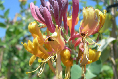 Heckrotti kuslapuu ´Goldflame´ (Lonicera x heckrotti)