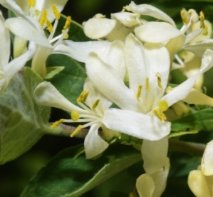 Maacki kuslapuu (Lonicera maacki) noortaim kuni 3-4 cm kõrge
