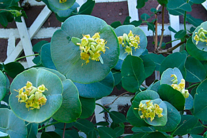 Liitundlehine kuslapuu (Lonicera prolifera)