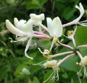 Väätiv kuslapuu ´Graham thomas´ (Lonicera periclymenum)