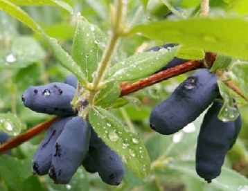 Söödav kuslapuu ´Zojka´ (Lonicera edulis)