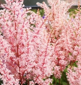 Astilbe  ´Look at me´  (astilbe arensii)