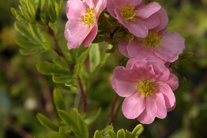 Põõsasmaran ´Lovely Pink´ (Potentilla fruticosa)