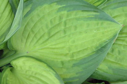 Hosta ´Lunar Orbit´ (Hosta)