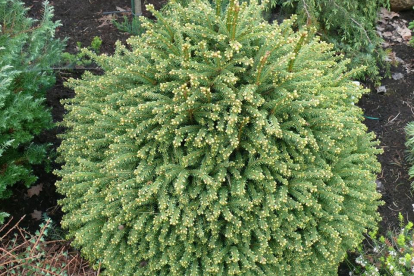 Harilik kuusk ´Luua Pärl´ (Picea abies) tellimisel