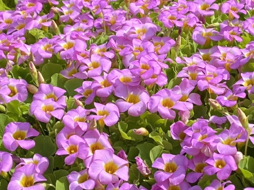 Maadjas jänesekapsas (Oxalis depressa)