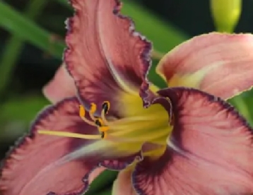 Päevaliilia ´Macbeth´ (Hemerocallis)