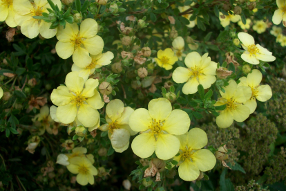 Põõsasmaran ´Madleanell´ (Potentilla fruticosa)