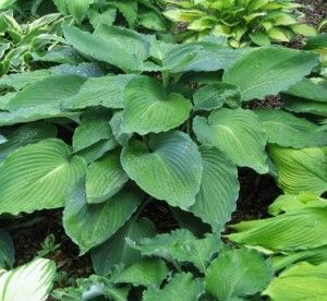 Hosta ´Maekawa´ (Hosta)