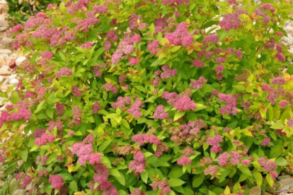 Jaapani enelas ´Magic Carpet´ (Spiraea japonica)  - Tellimisel