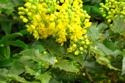 Läiklehine mahoonia (Mahonia aquifolium)