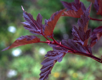 Põisenelas ´Mai´ (Physocarpus) - P11 ja kuni 10 cm noortaim