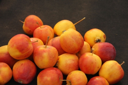 Madal õunapuu ´Montreal Beauty´ (Malus pumila) - 0,5 m kõrge okulaat