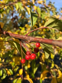 Toringo õunapuu ´Göteborg´ (Malus toringo)