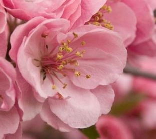 Iluõunapuu ´Brandy Wine´ (Malus) - okulaat kuni 40 cm