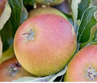 Aedõunapuu ´Cox Orange pippin´ (Malus domestica)