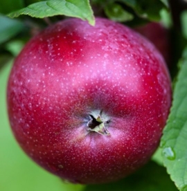Aed õunapuu ´Amorosa´ (Malus domestica)