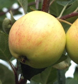Aedõunapuu ´Lepaan Meloni´ (Malus domestica)  - kuni 50 cm okulaat