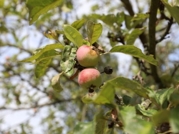 Magdeburgi õunapuu (Malus magdeburgensis) - okulaat kuni 40 cm