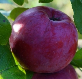 Aedõunapuu ´Novamac´ (Malus domestica) - okulaat kuni 50 cm