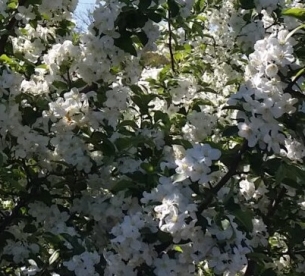 Sargenti õunapuu (Malus sargentii)