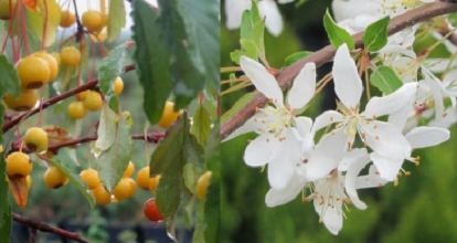 Siird-õunapuu (Malus transitoria)