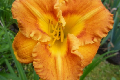 Päevaliilia ´Margaret Seawright´ (Hemerocallis)