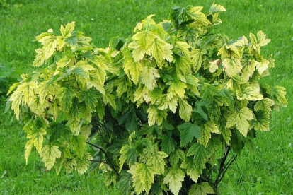 Must sõstar ´Marmoratum´ (Ribes nigrum)