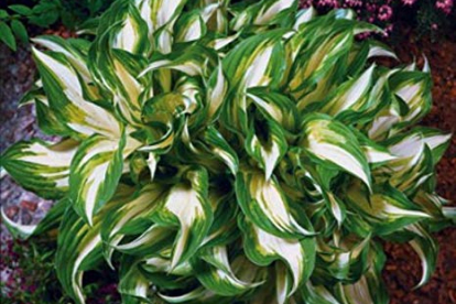 Hosta ´Mediovariegata´ (Hosta)