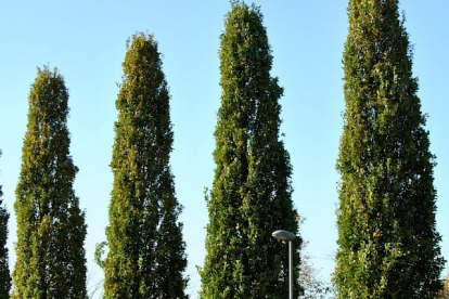 Harilik tamm ´Fastigiata´ (Quercus robur) 1,3 m kõrge. Kättesaamine ainult kohapeal või välimüük