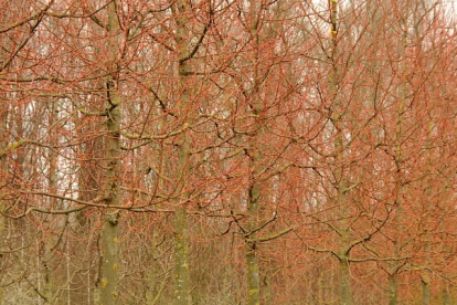 Harilik pärn ´Winter Orange´ (Tilia cordata) tellilimisel