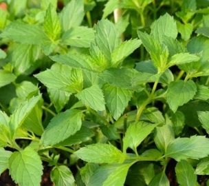 Piparmünt ´Swiss´ (Mentha)