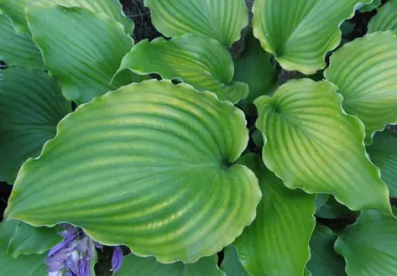 Hosta ´Marilyn Monroe´(Hosta)