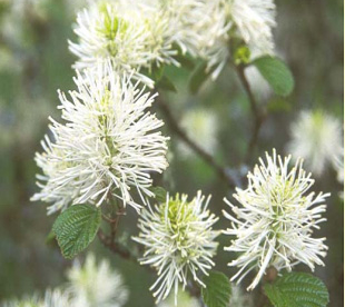 Mägi-võlupõõsas (Fothergilla major)