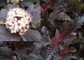 Põisenelas ´Midnight´ (Physocarpus) - ainult tellimisel