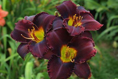 Päevaliilia ´Midnight Magic´ (Hemerocallis)