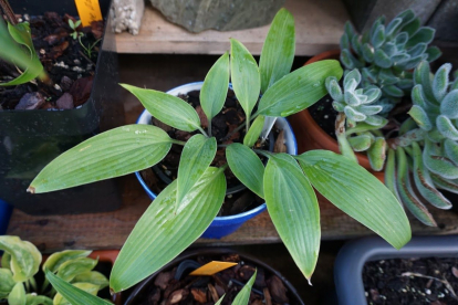 Hosta ´Mikawa no Yuki´ (Hosta)