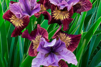 Siberi võhumõõk ´Miss Apple´ (Iris sibirica)